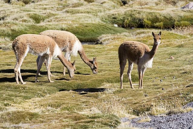 Pampa Galeras – Barbara D'Achille National Reserve